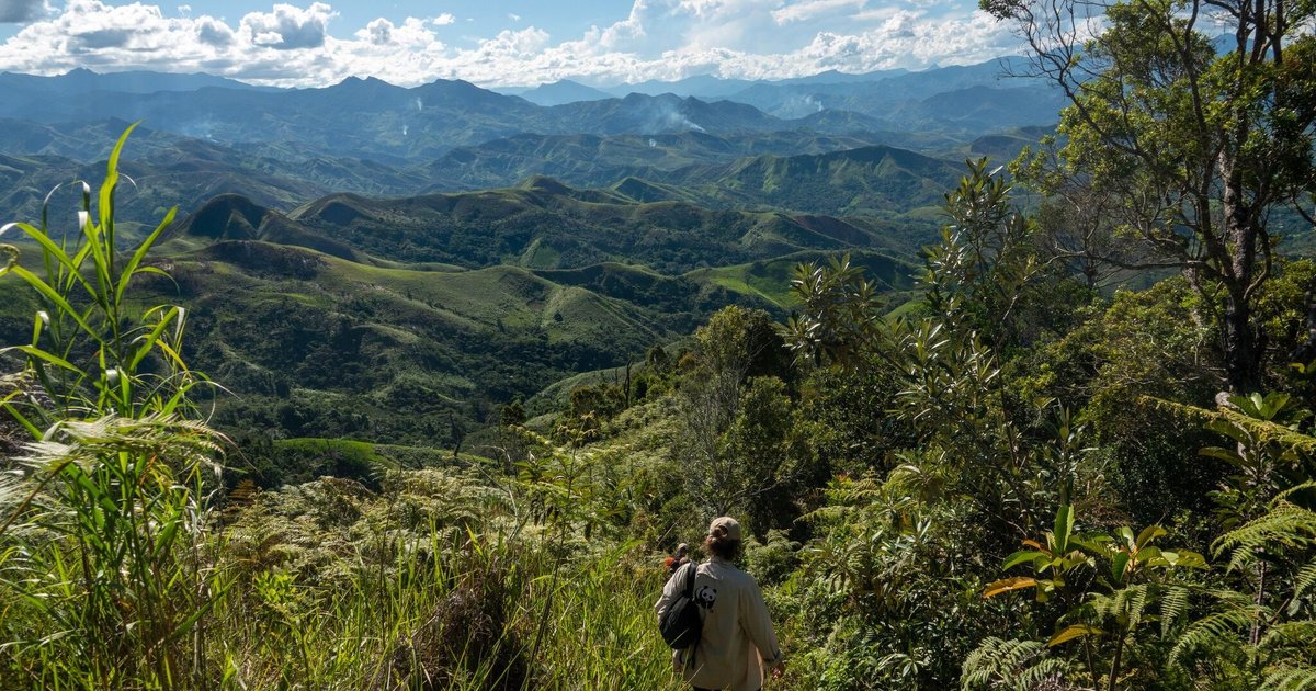 VELUX & WWF Complete 450,000 Hectares of Forest Protection
