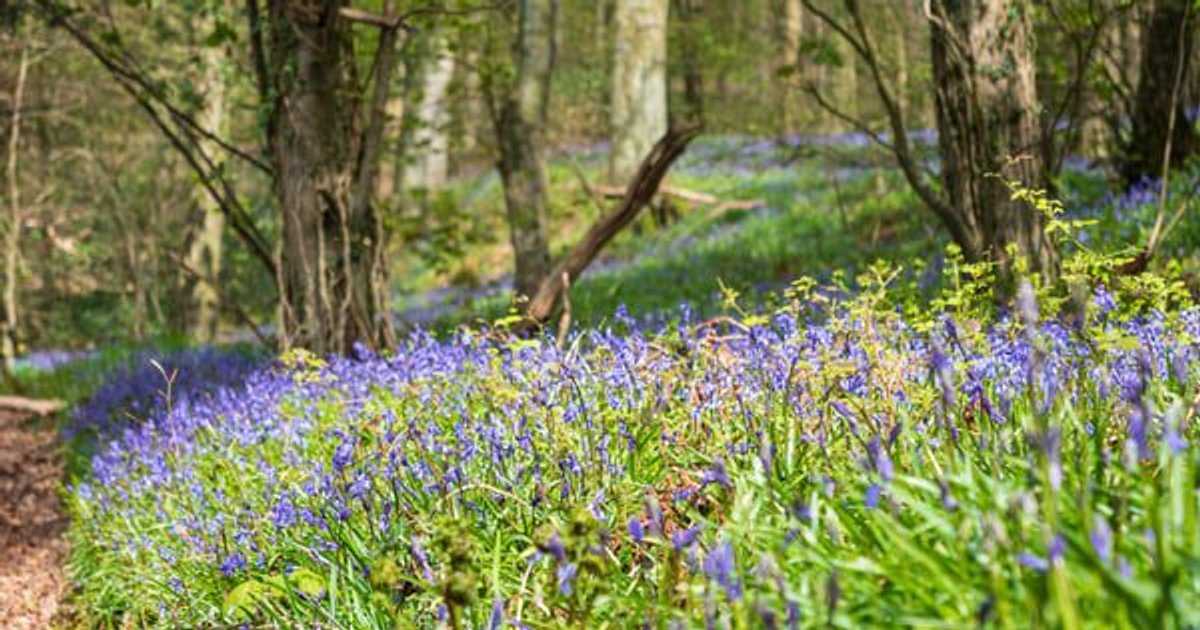 L&G and National Trust's Carbon Credits for UK Biodiversity