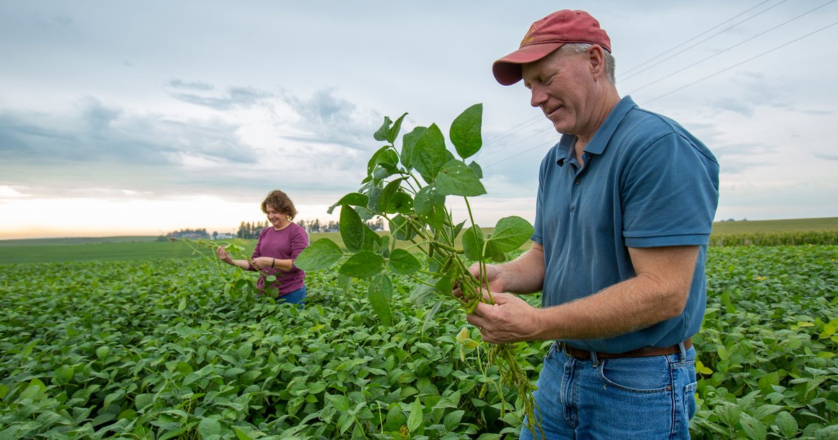 Why Labelling Soy Aids Auditable Sustainability Reporting