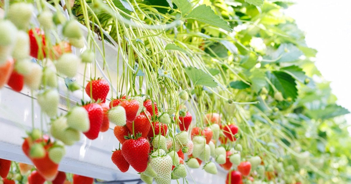 Your Guide to Bayer’s Latest Product – Strawberries