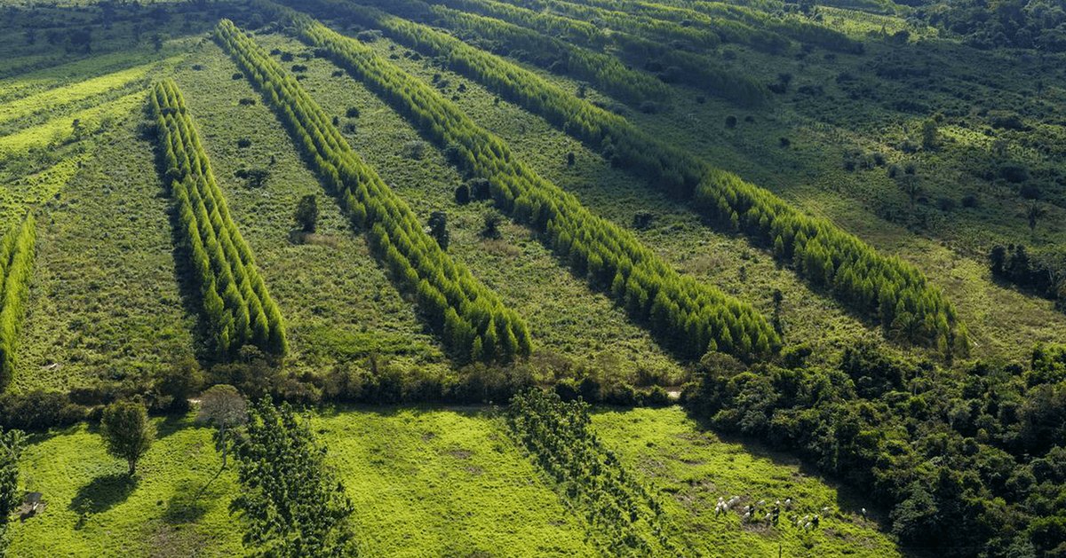 Magazine Chain Google Backs Working Trees in Brazil Carbon Removal Project ...