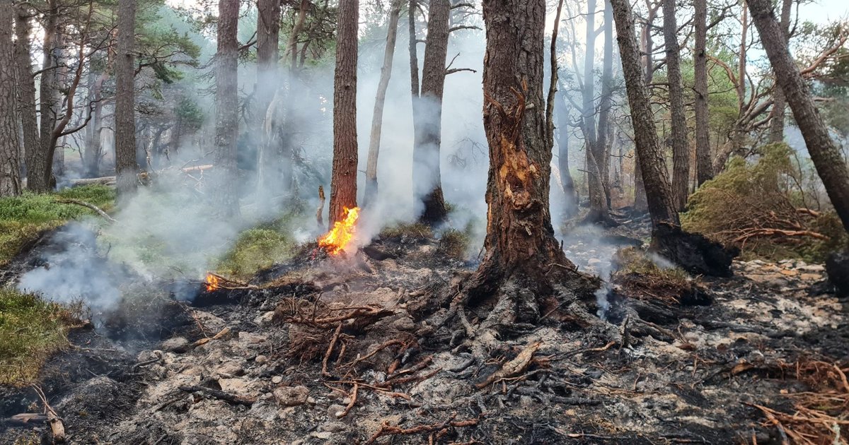 Magazine Chain VodafoneThree: Building Resilience Against Wildfires | Sustainability ...