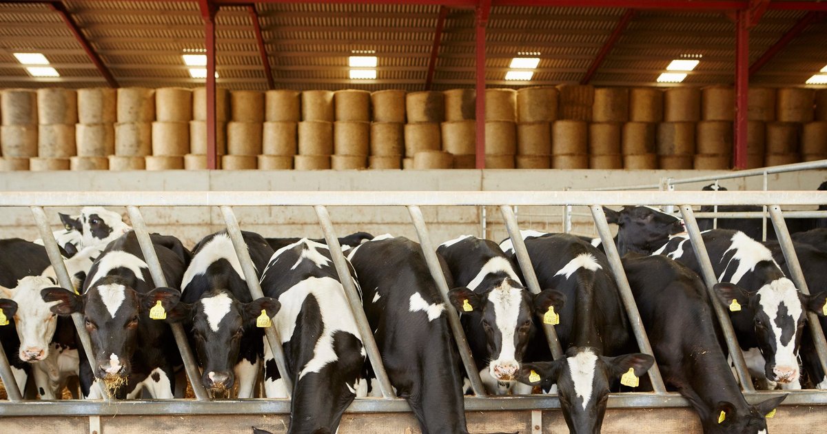 The Emission Lows & Welfare Highs of Nestlé’s Dairy Plan