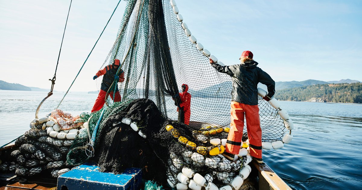 UK Seafood Federation to Bolster Public Sector Procurement