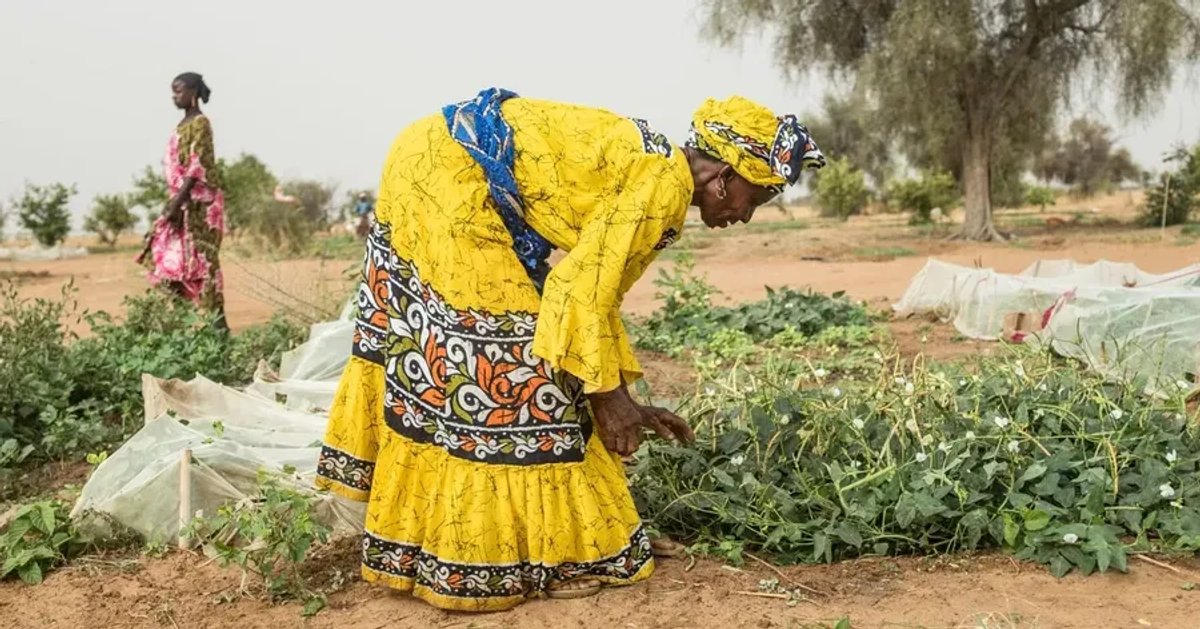 What Does WEF say About the Future of Food Supply Chains?