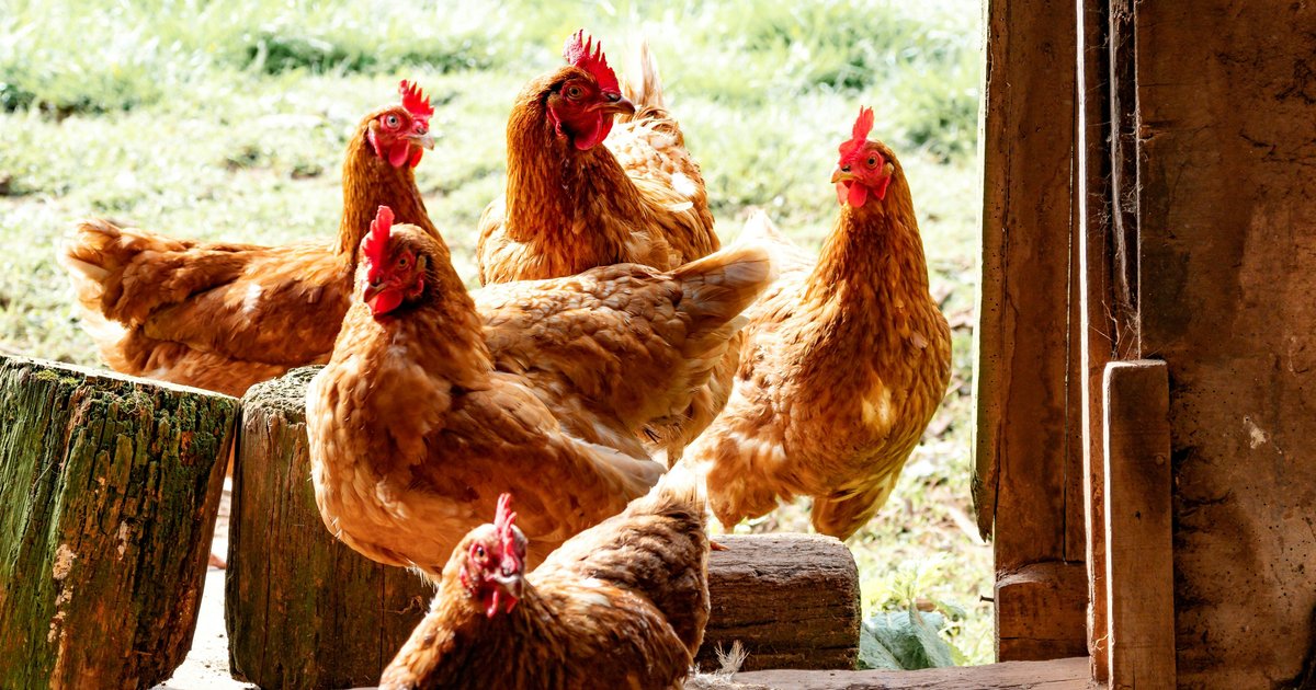 2SFG: Backing British Farmers for Poultry & Food Security
