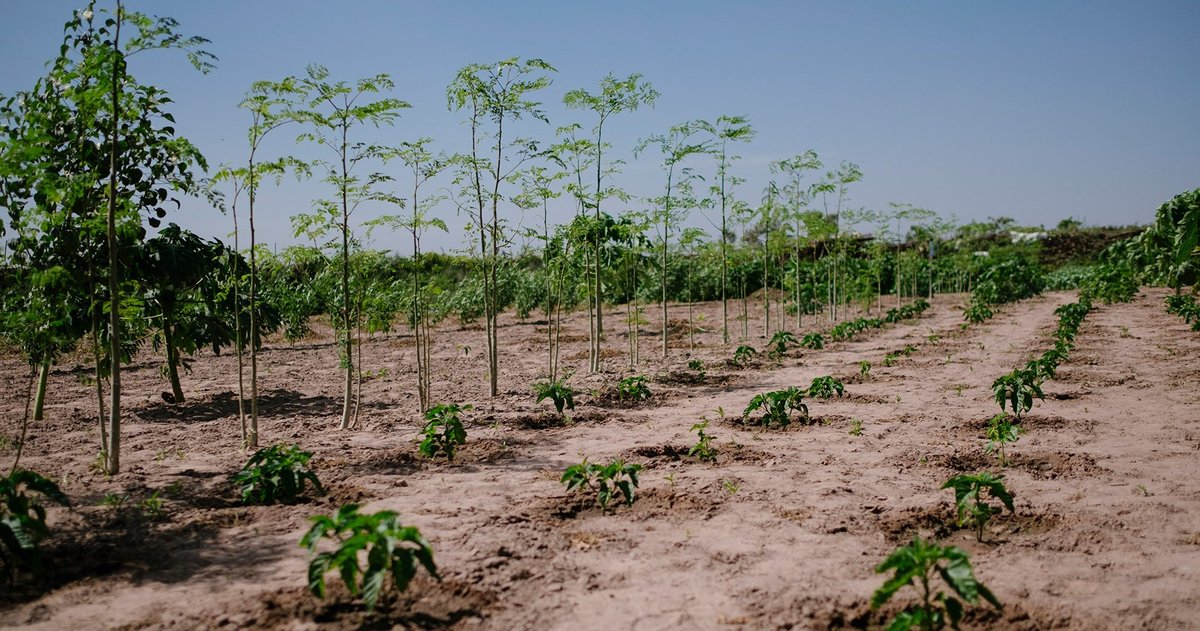 Ecosia: Using Telecom Tech to Plant Trees and Cut Emissions