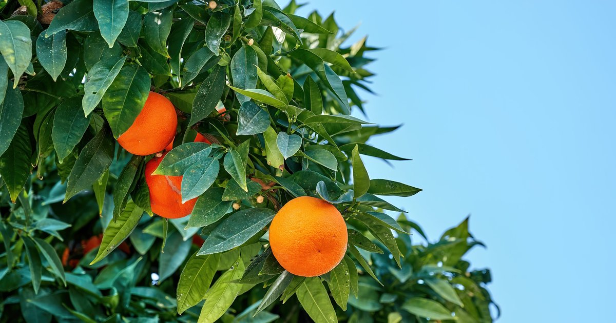 Spain’s Catastrophic Floods: Citrus Industry Faces €192M Blow