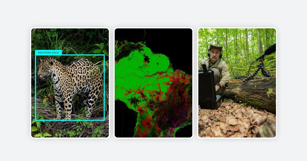 Google’s Support for AI Nature Preservation Initiatives