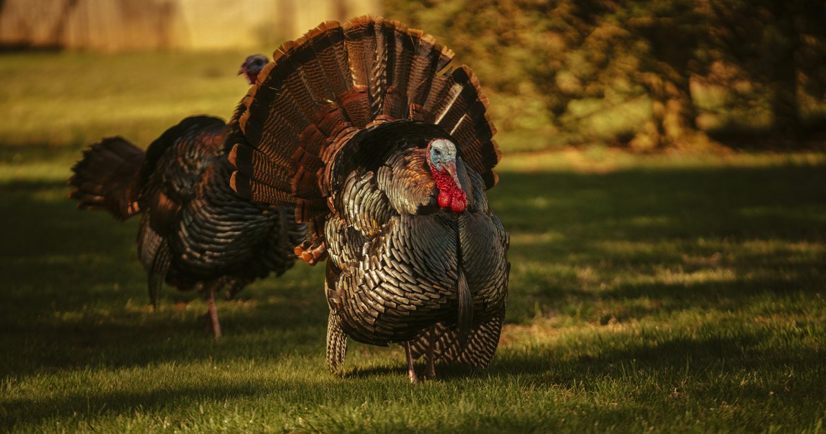 Could Bird Flu Threaten Turkey Supplies this Holiday Season? | Supply ...