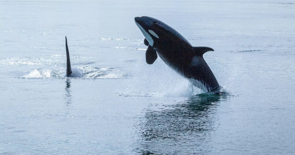 Microsoft: AI Bioacoustic Technology for Whale Conservation