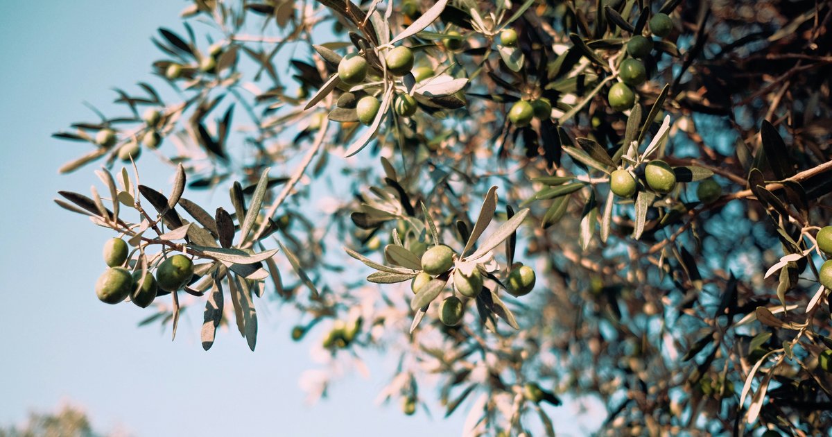 Why PepsiCo is Expanding Regenerative Olive Farming in Spain