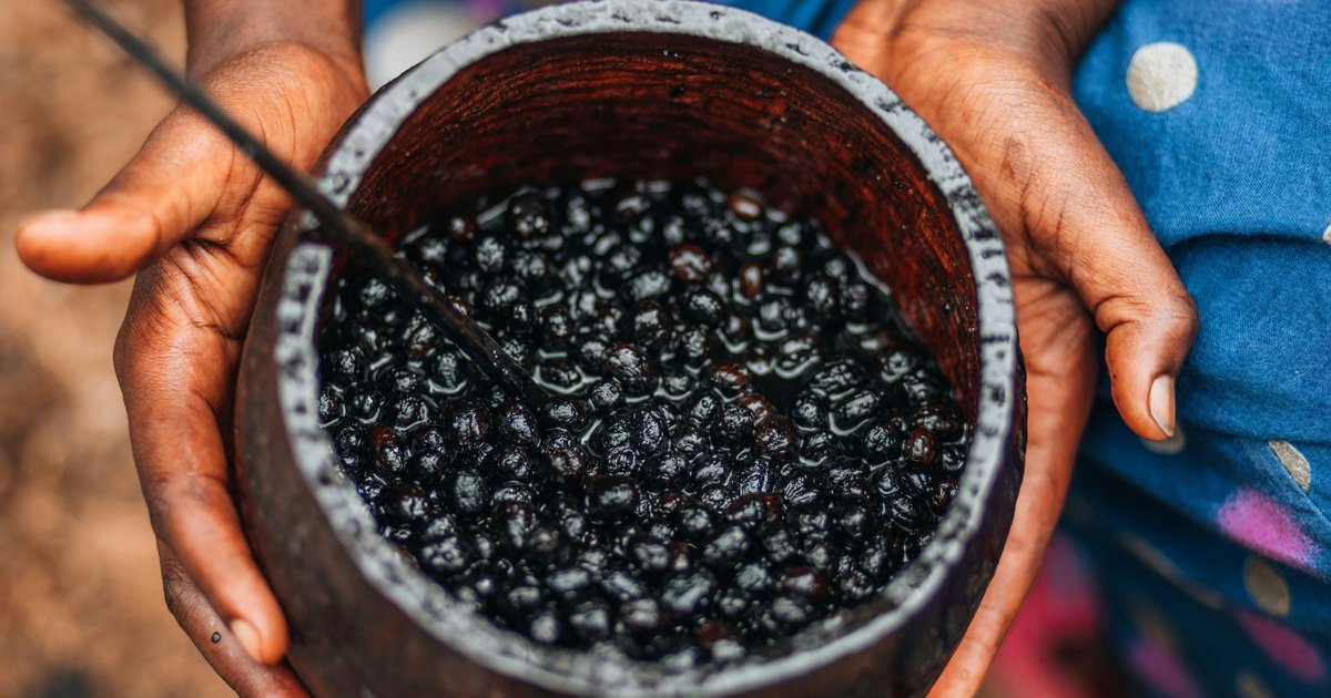 How Brazil is Using Mini-Grids to Decarbonise the Açaí Boom