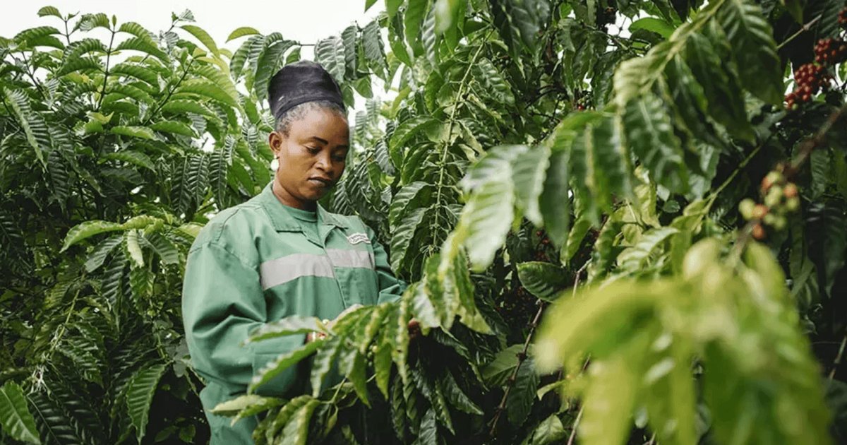 Nestlé: How Coffee Farmers can Increase Supply and Quality