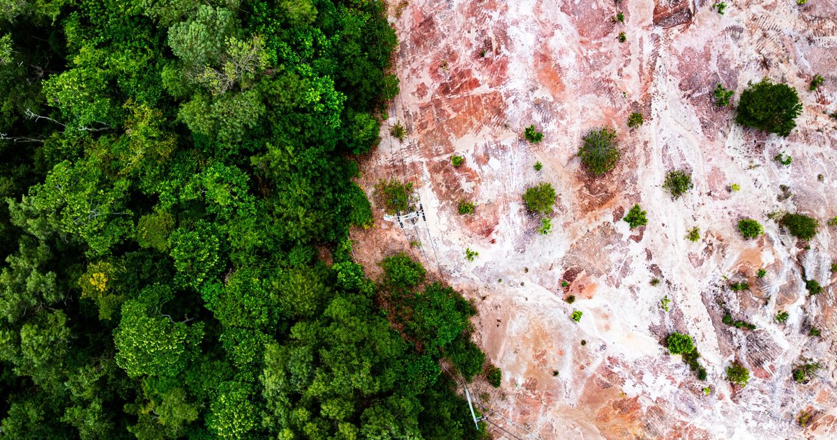 COP30: A Forest Finance Plan for Corporate Supply Chains | Supply Chain ...