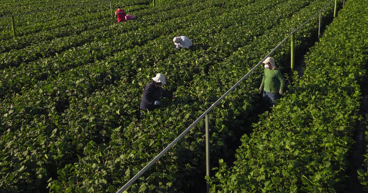 Ferrero: Satellite Use for Deforestation-Free Supply Chains