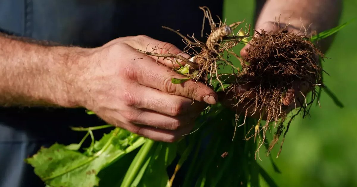 How is Nestlé & Soil Capital Reshaping Europe’s Food Supply?