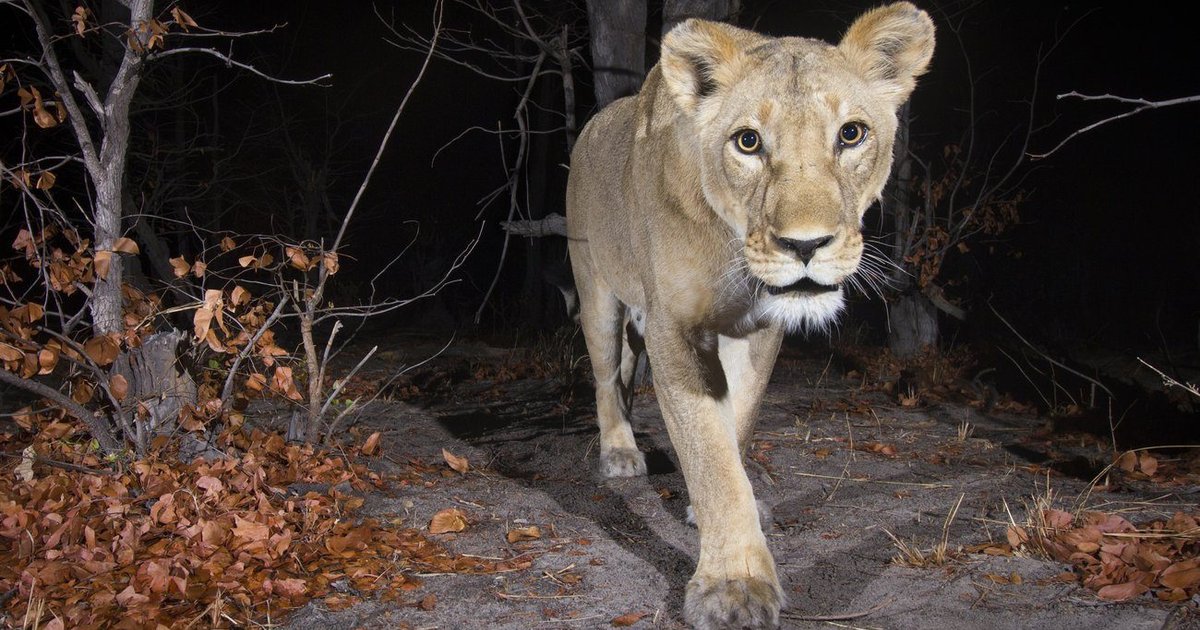 Google: How AI is Making Waves in Wildlife Conservation
