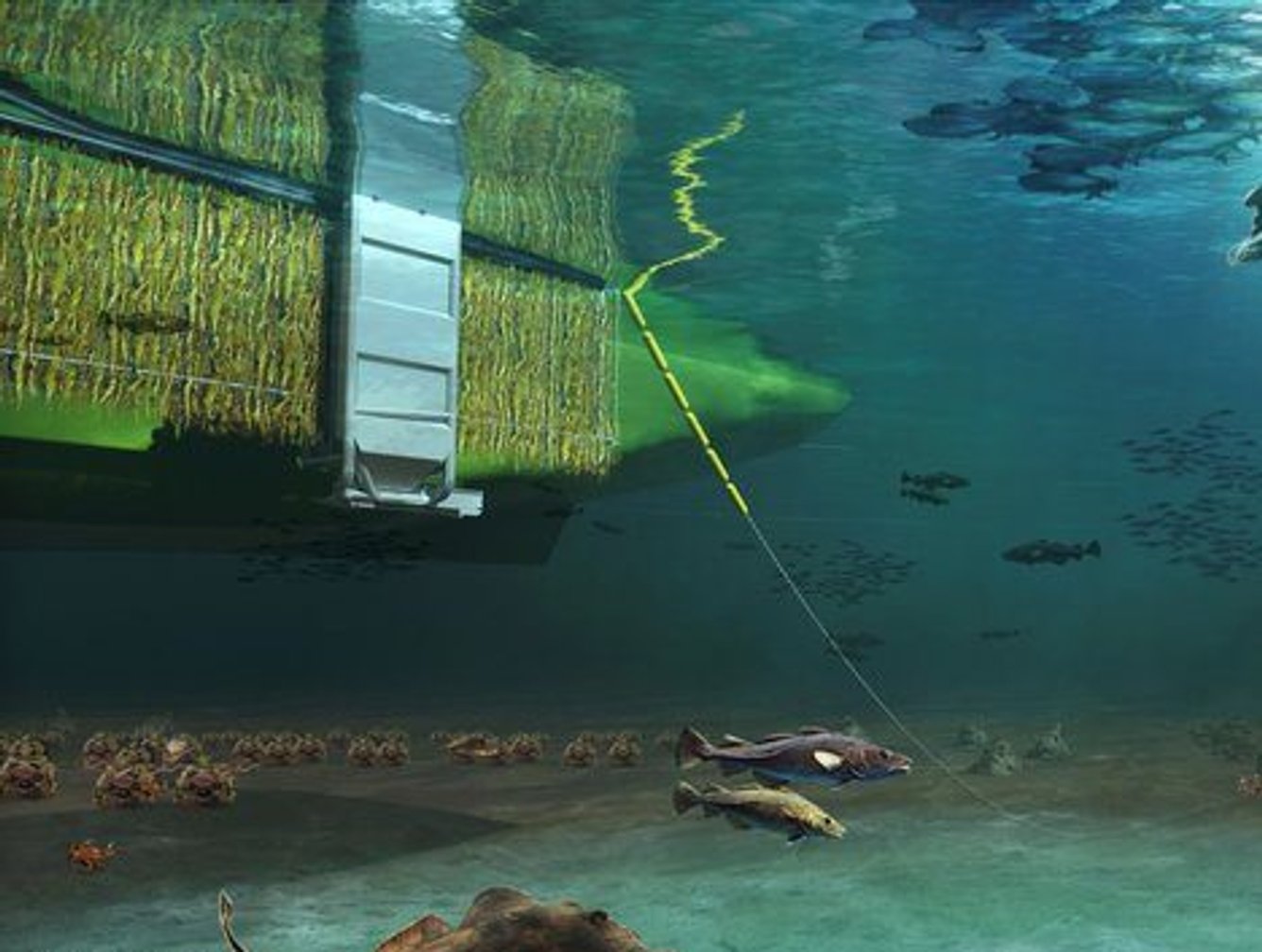 Amazon: World's First Commercial Scale Seaweed Farm