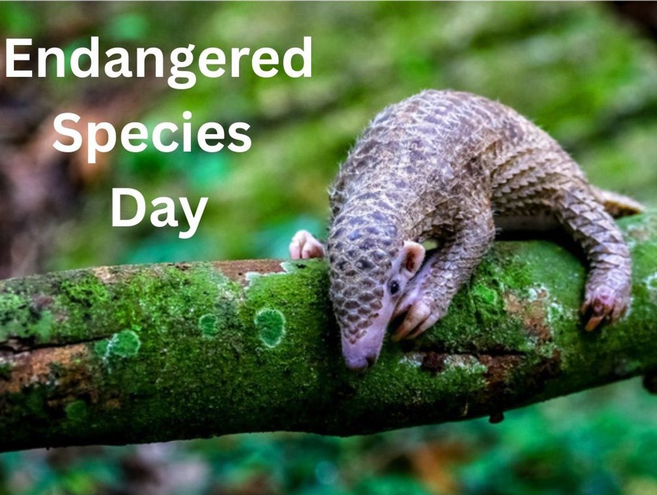 Endangered Species Day