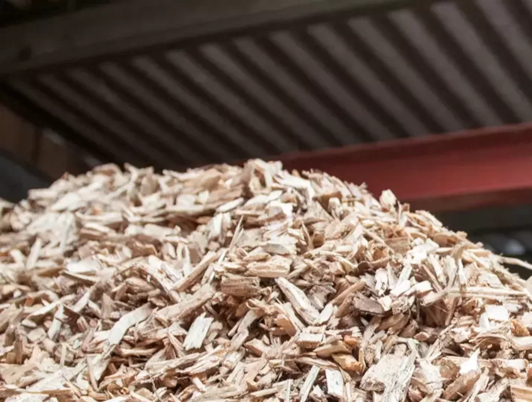 Biomass energy can power the planet from animal droppings | Sustainability  Magazine