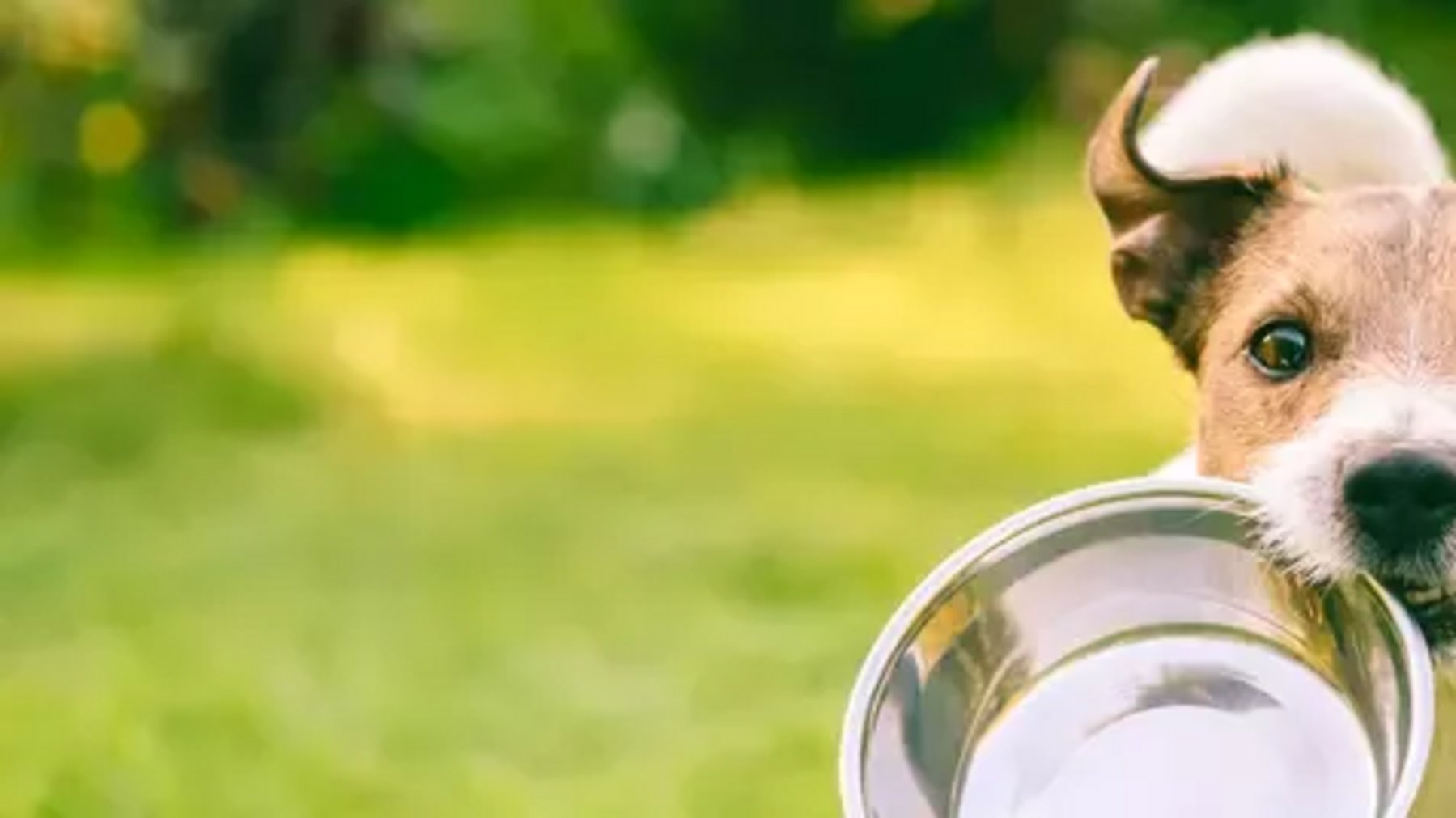 PetCo's cricket protein for carbon pawprint conscious pups