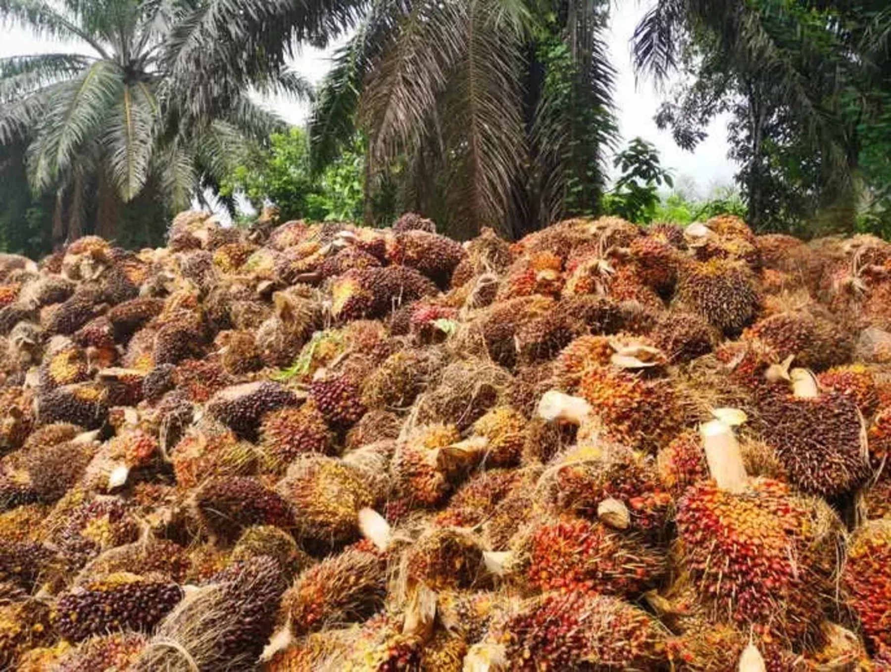 Sustainable and deforestation-free palm oil