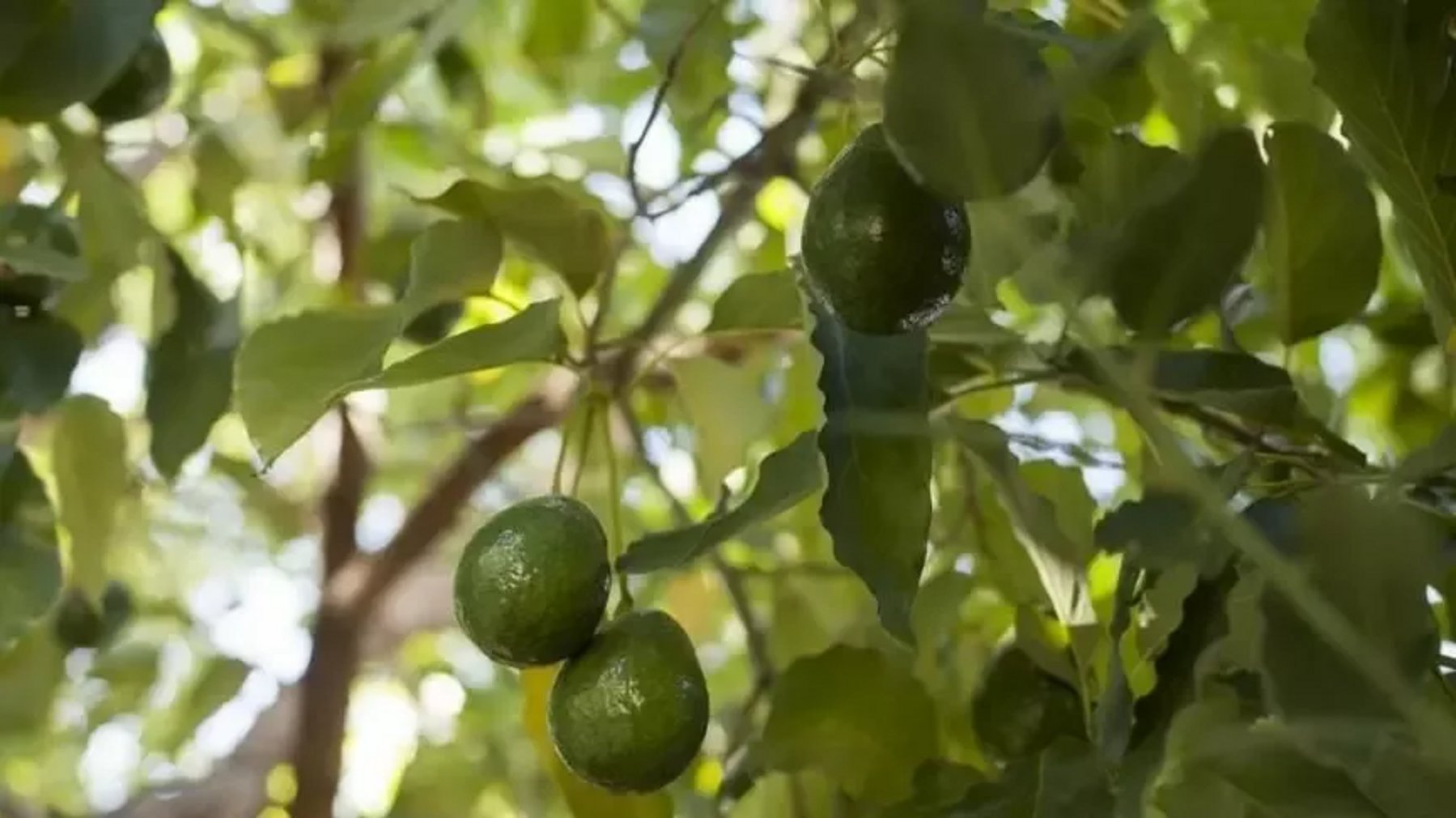 US demand for avocados is fueling Mexican deforestation Business