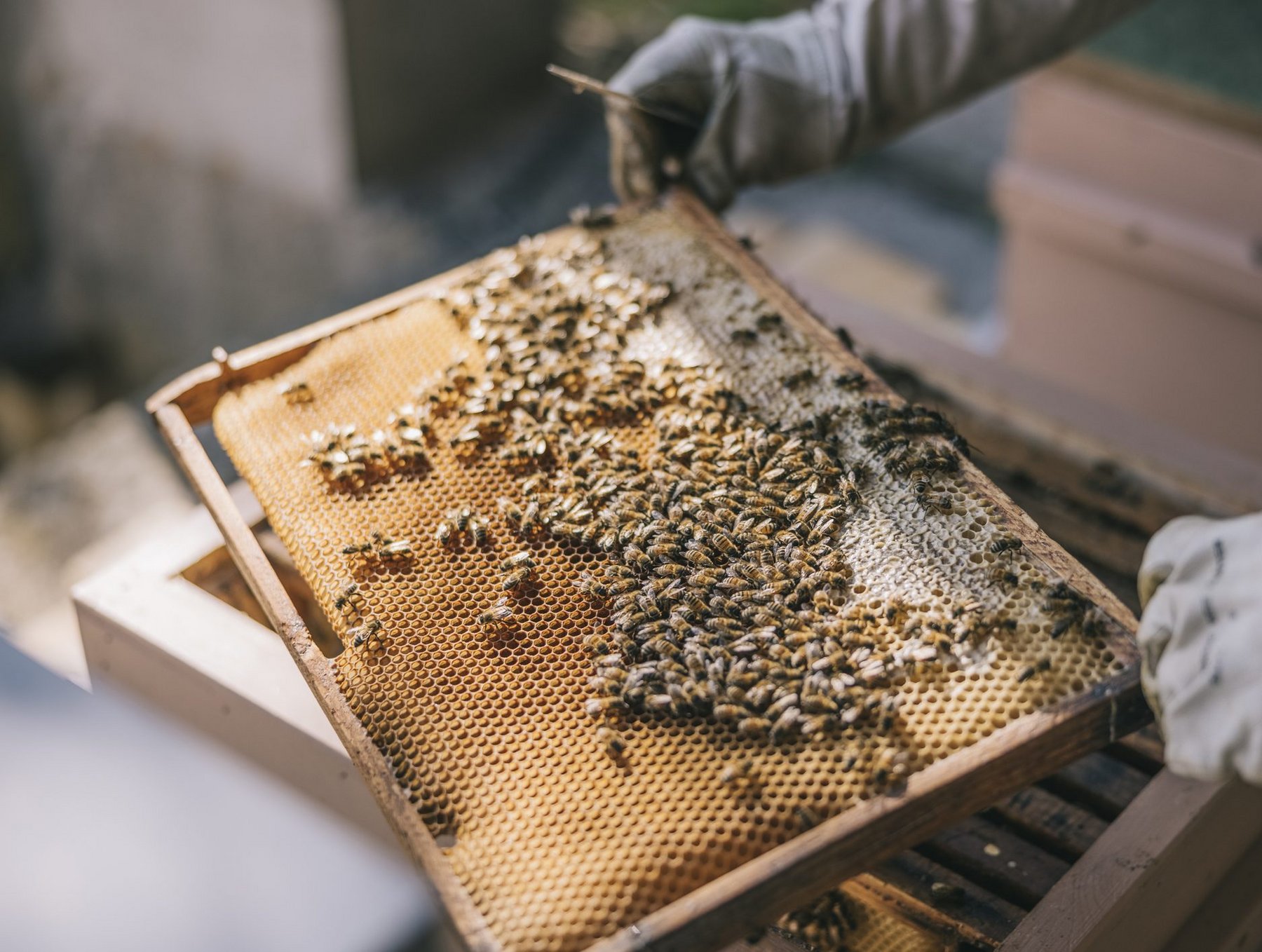 Engineers may learn from bees for optimal honeycomb designs