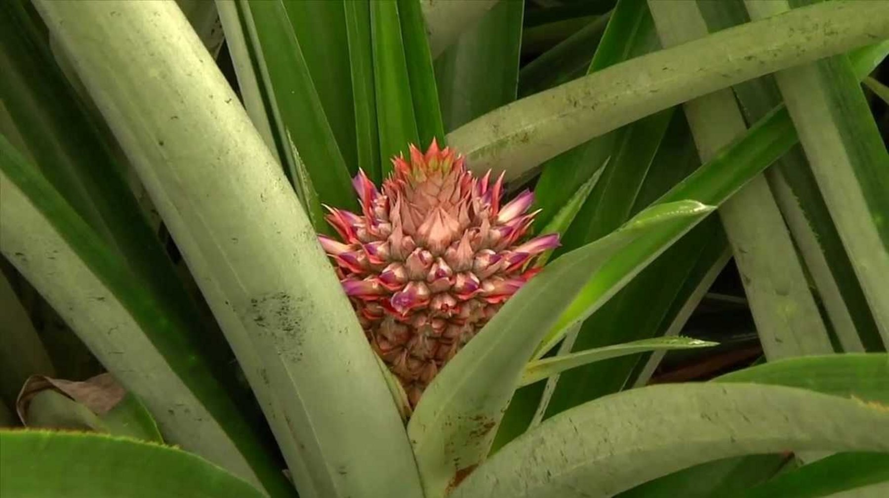 Dole Growing Pineapples Procurement Magazine