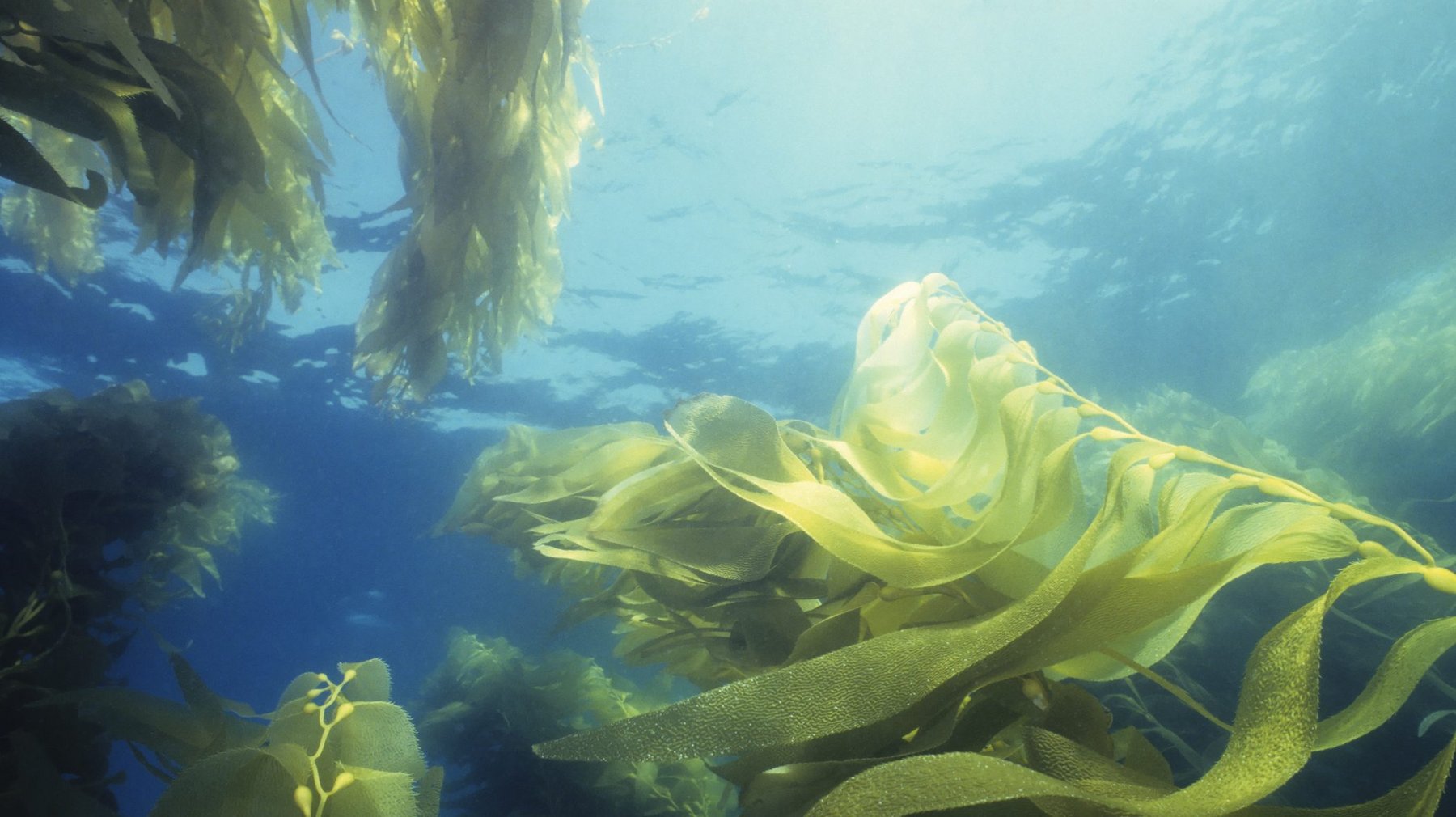 Hellmann’s and Just Eat turn to seaweed to replace plastic packaging