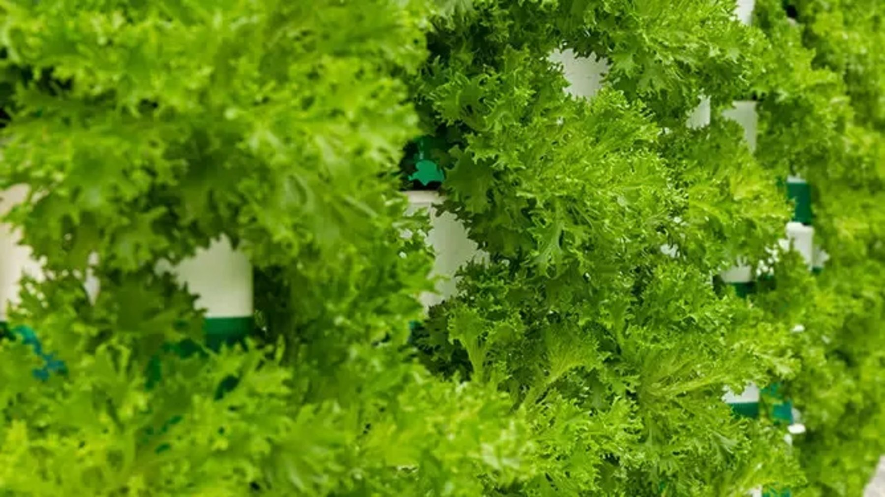 Vertical farms take root to sustain the food supply chain ...