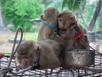 PETA Finds Forced Monkey Labour Rife in Thai Agriculture | Supply ...