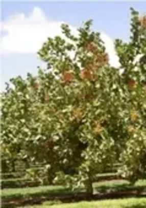 Australian Tree Nuts – Naturally