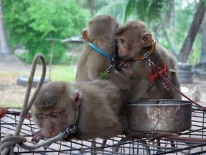 PETA Finds Forced Monkey Labour Rife in Thai Agriculture | Supply ...