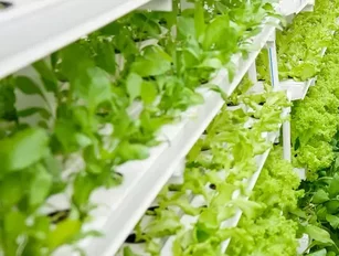 BASF Venture Capital Invests in Sustainable Food Production