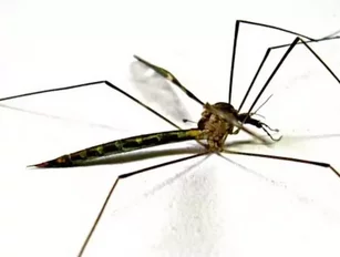Deaths caused by malaria fall by a fifth in 10 years