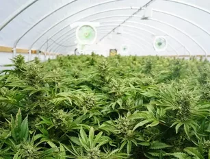 Constellation brands takes stake in marijuana maker Canopy Growth Corporation