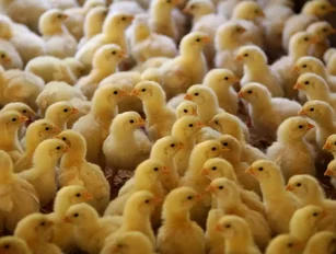 Food technology innovation to end newborn male chick culling
