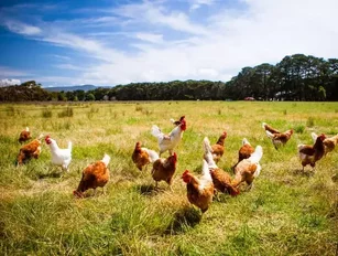 Scandi Standard to buy majority stake in chicken processor Rokkedahl Foods