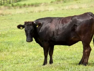 Taiwan lifts ban on Japanese beef 16 years after mad cow disease discovered