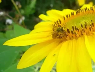Bee Vectoring Technology under the microscope