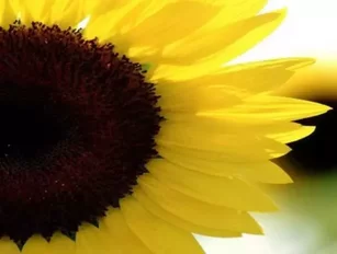 MIT: Sunflower Inspired Solar Layout