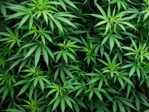 Cannabis company Canopy Growth Corporation releases fourth quarter results