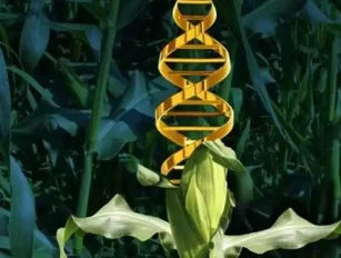 How GM crops can help us to feed a fast-growing world