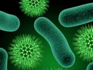 Synthetically engineered bacteria destroys superbugs