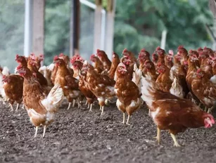 Campbell Soup commits to better treatment of chickens