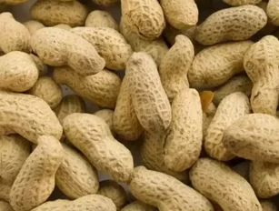 Peanut protein drops could cure nut allergies