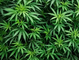 Canadian cannabis company MPX International acquires Australian subsidiary