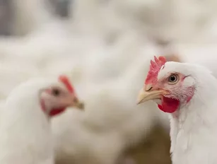 GLH Commits to a Sustainable Poultry Procurement Pledge